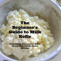 Milk-Kefir-Grains-in-a-strainer-label